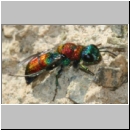 Chrysis viridula - Goldwespe 08 Tongrube-OS-Wallenhorst.jpg